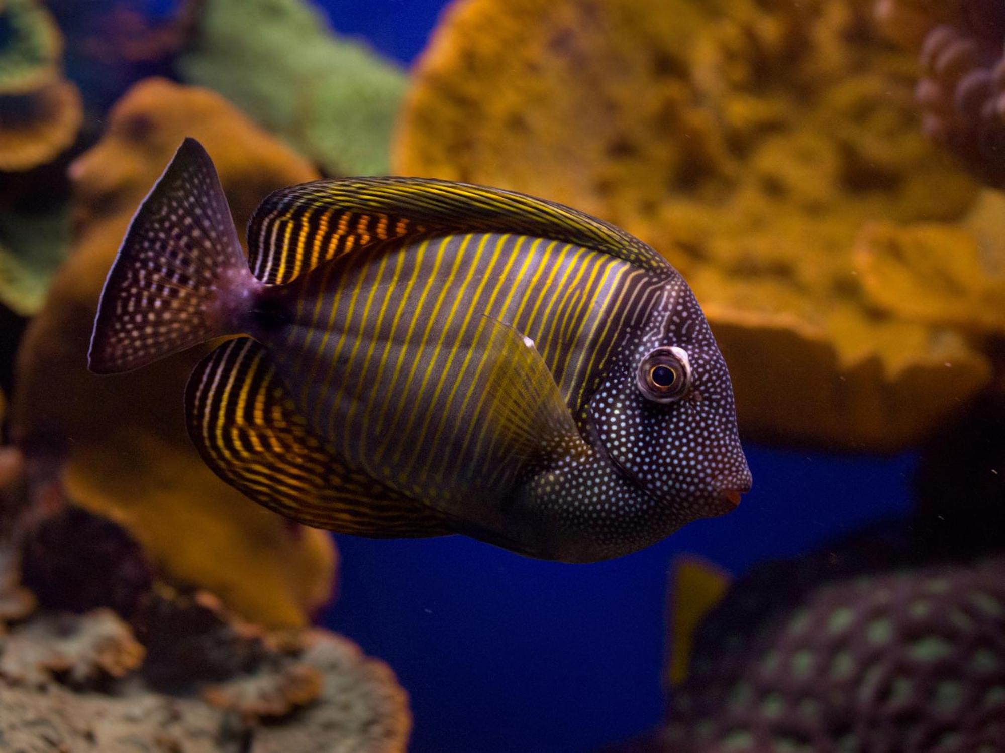 Dan Eilat Hotel Экстерьер фото Ctenochaetus strigosus